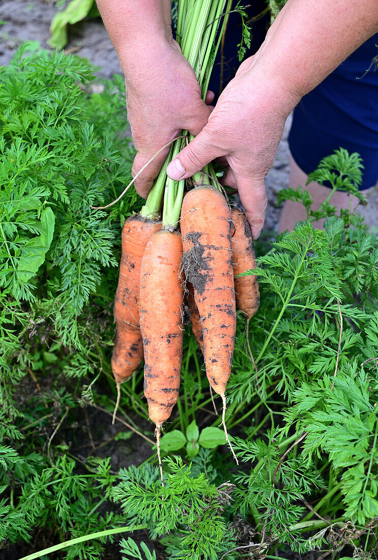 Growing carrots from the bed