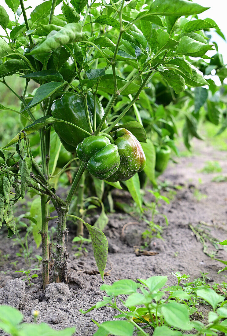 Green peppers in the garden