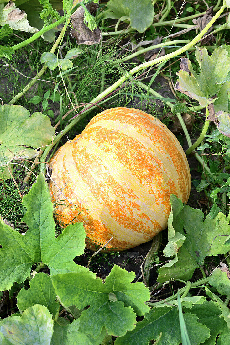 Pumpkin in the garden