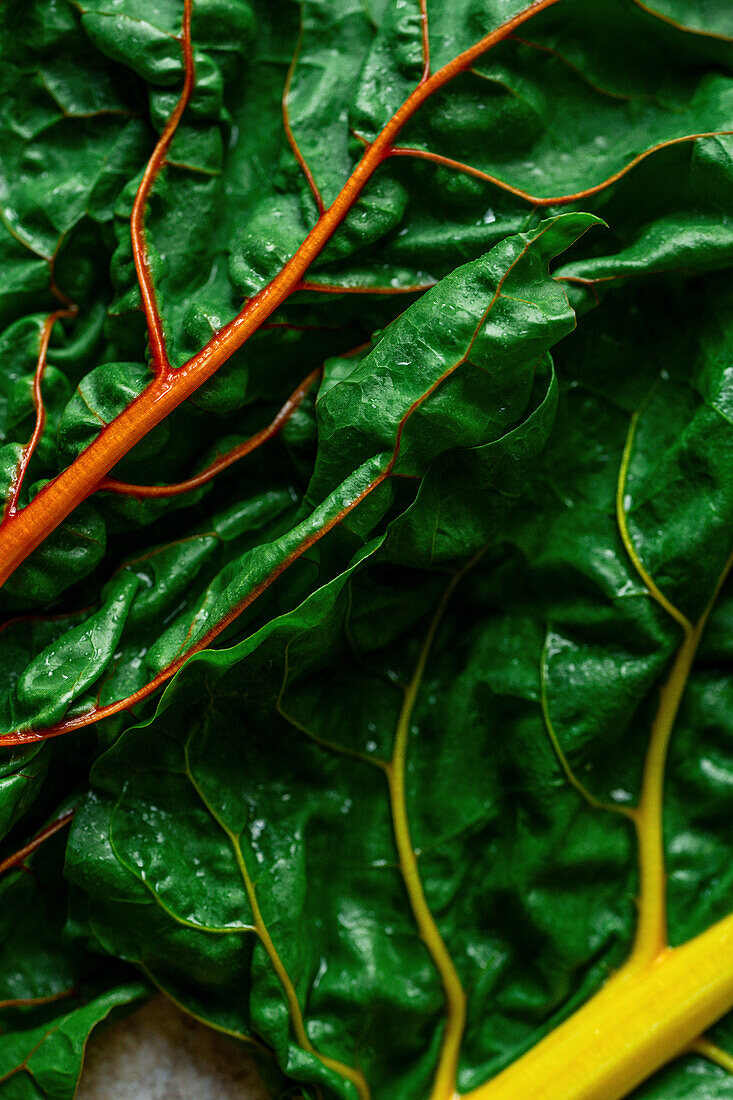 Macro of yellow and orange chard leaves