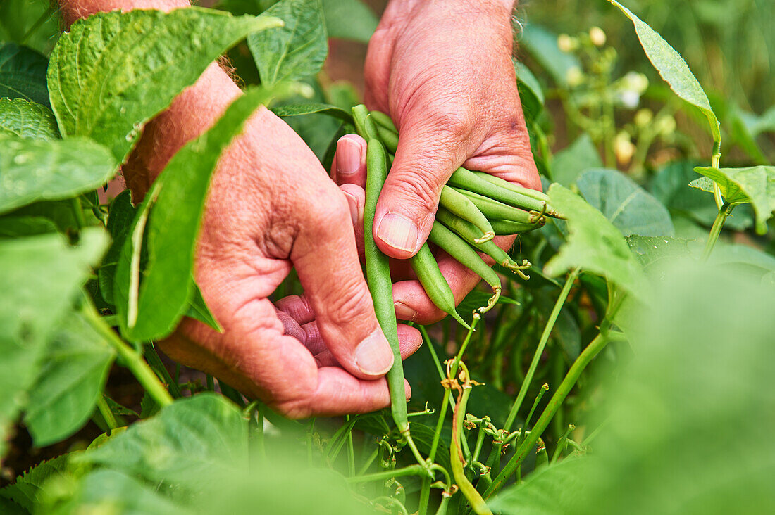 Man harvesting green beans