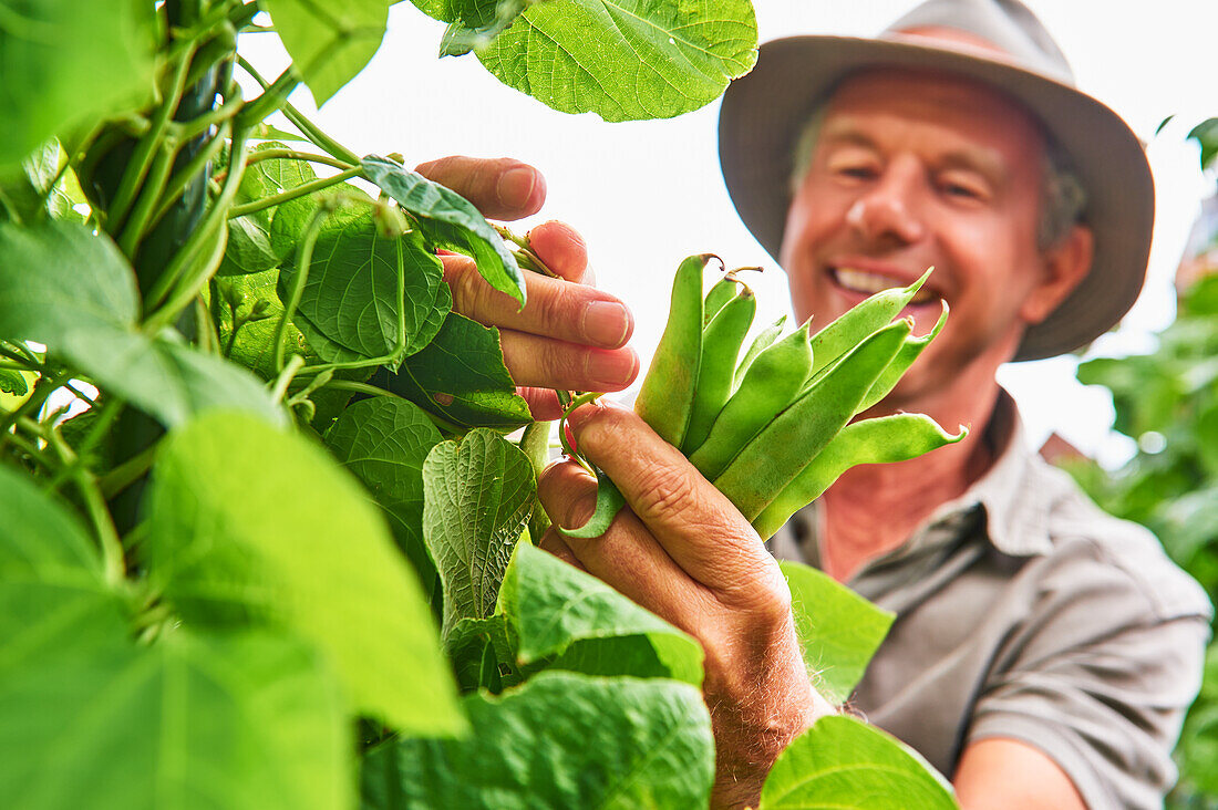 Man harvesting green beans