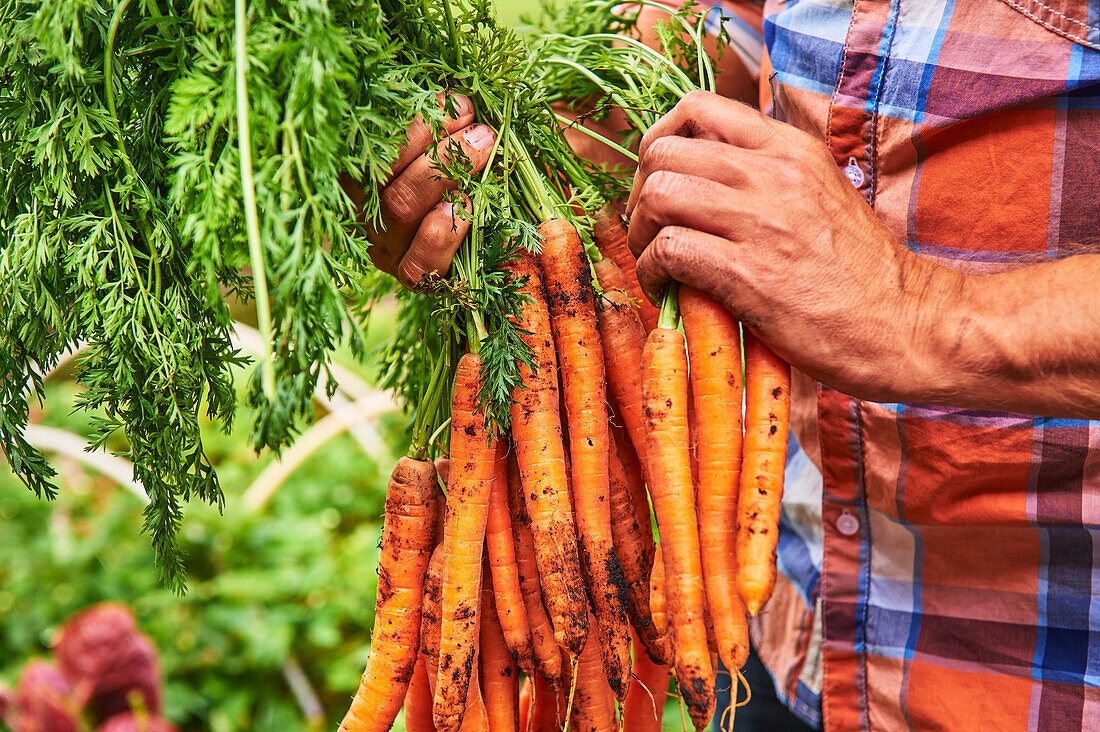 Man with bunch of freshly harvested carrots