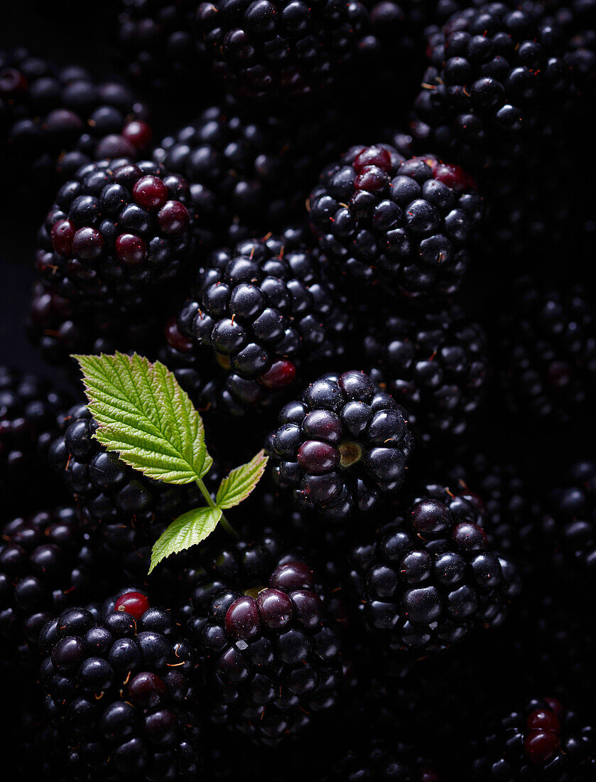Blackberries and blackberry leaf