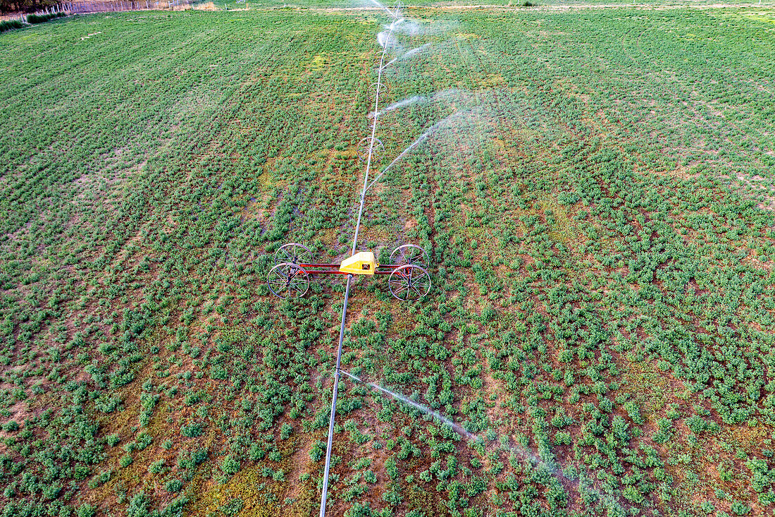 Aerial view of wheel line irrigation system