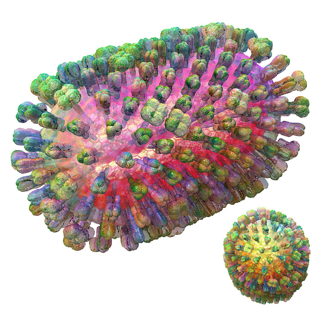 Influenza virus particles, illustration