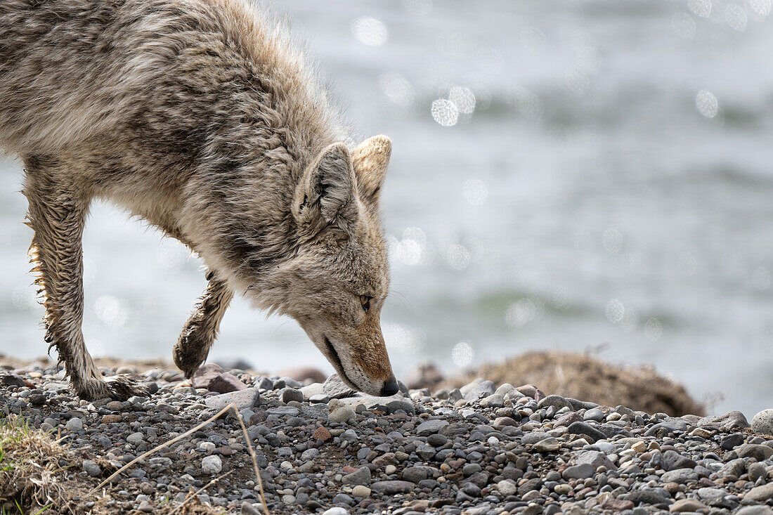 Coyote with nose to ground