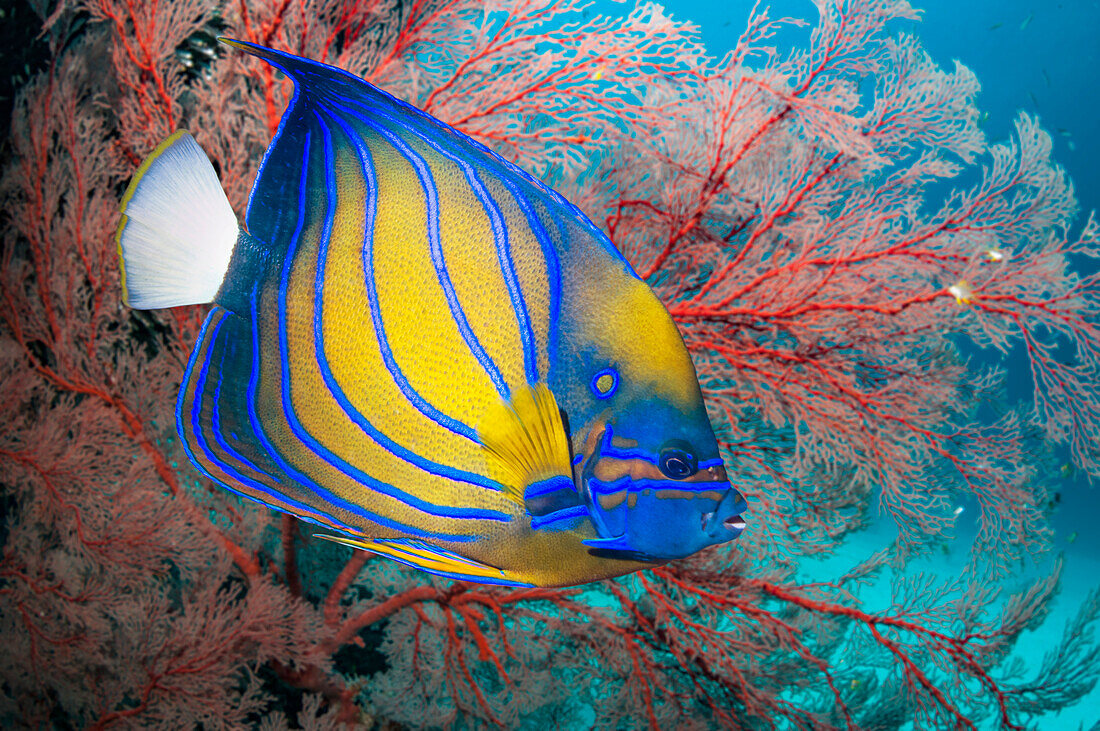 Blue-ringed angelfish