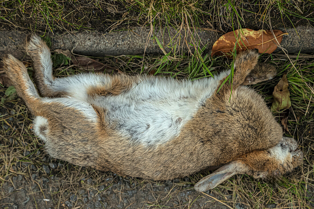 Eurasian rabbit killed by myxomatosis