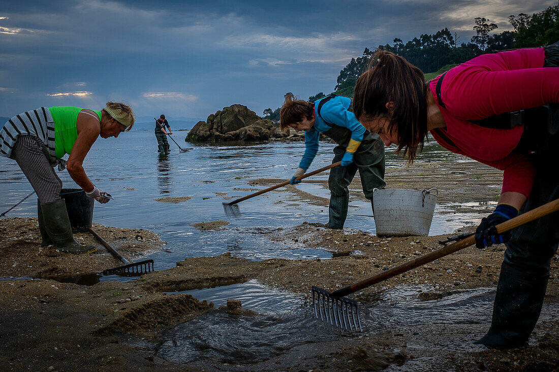 Workers collecting shellfish