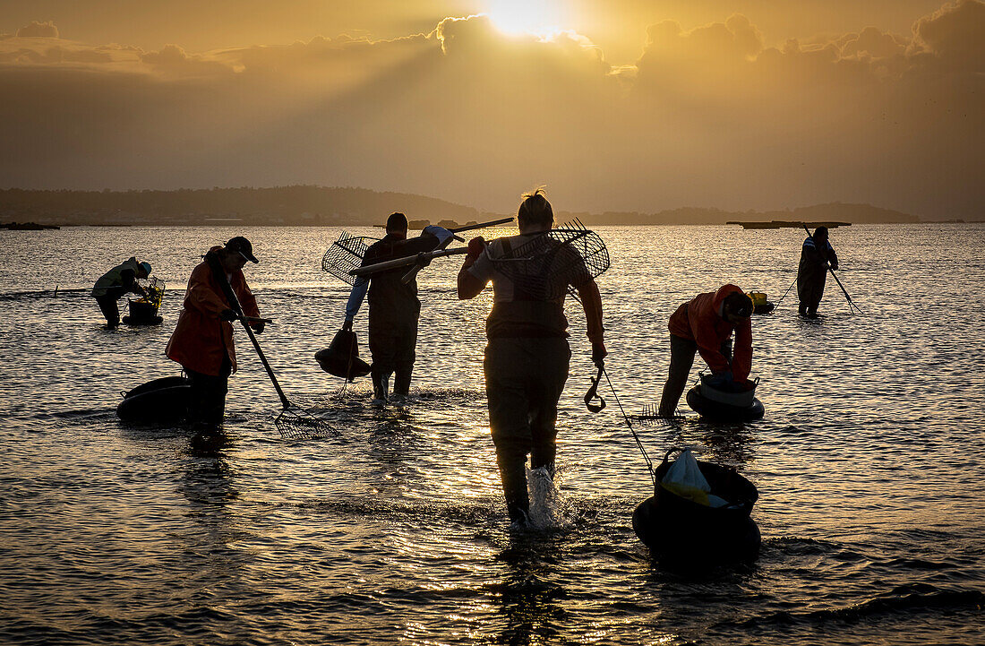 Workers collecting shellfish