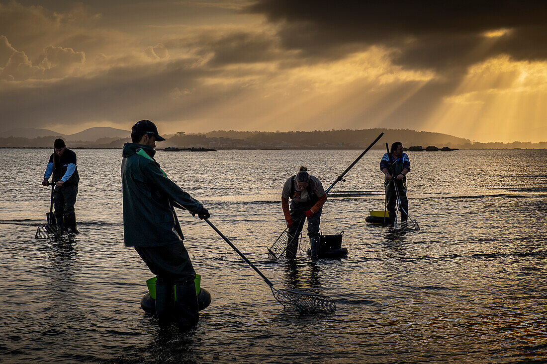 Workers collecting shellfish