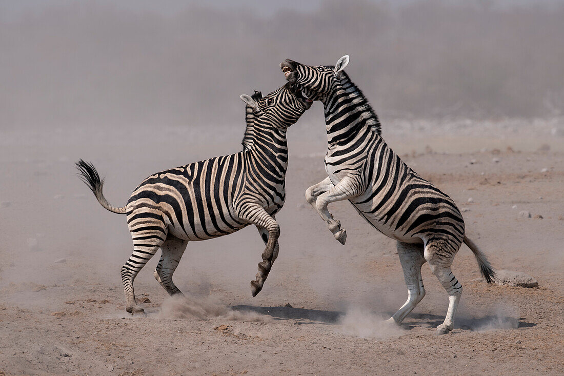 Burchell's zebras fighting