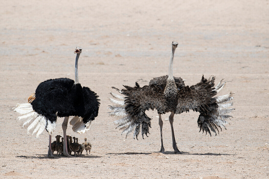 Southern ostrich threat display