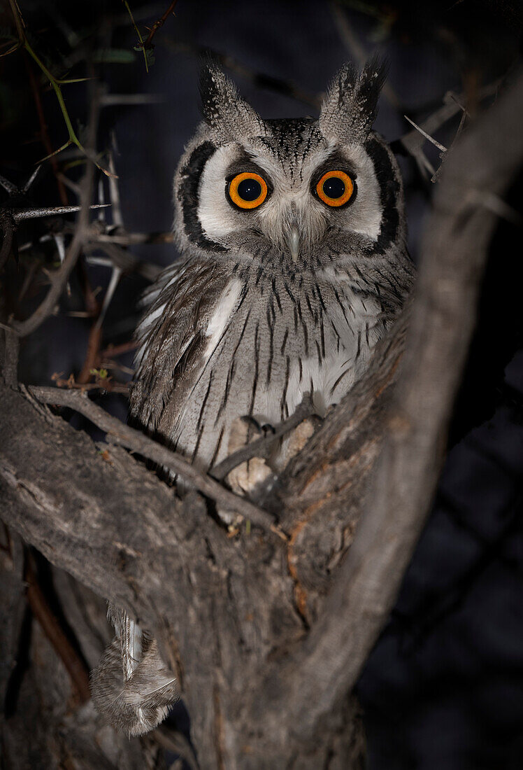 Southern white-faced scops owl