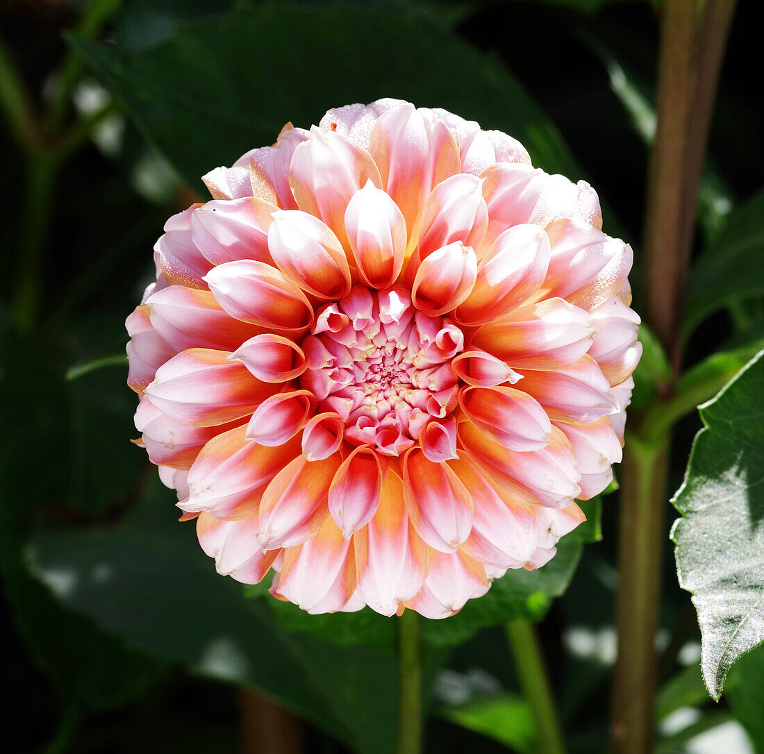 Dahlia 'Peaches' flower