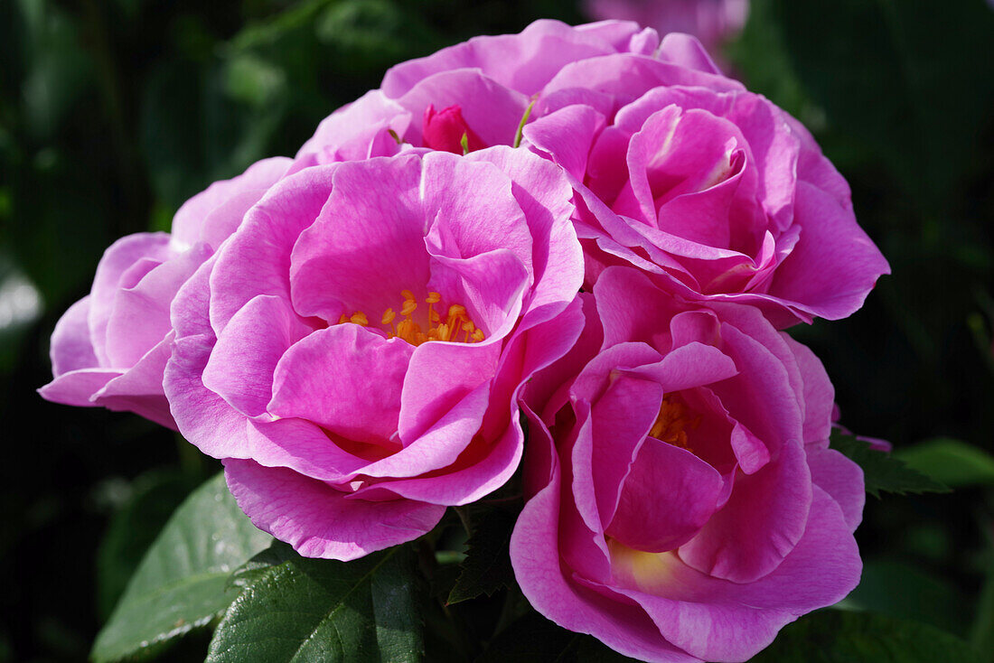 Rose (Rosa 'Lucky') flowers