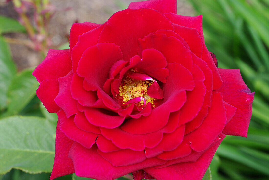 Rose (Rosa 'Royal William') flower