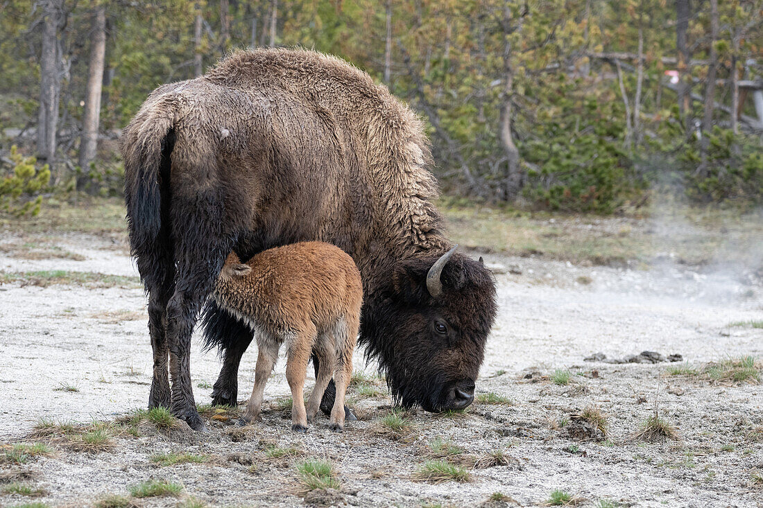 America bison nursing calf