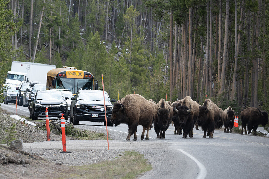 America bison blocking traffic