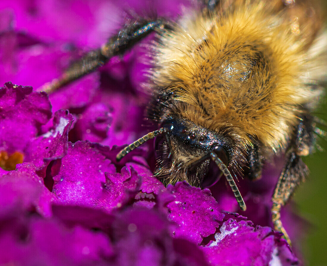 Buff-tailed bumble bee on flower