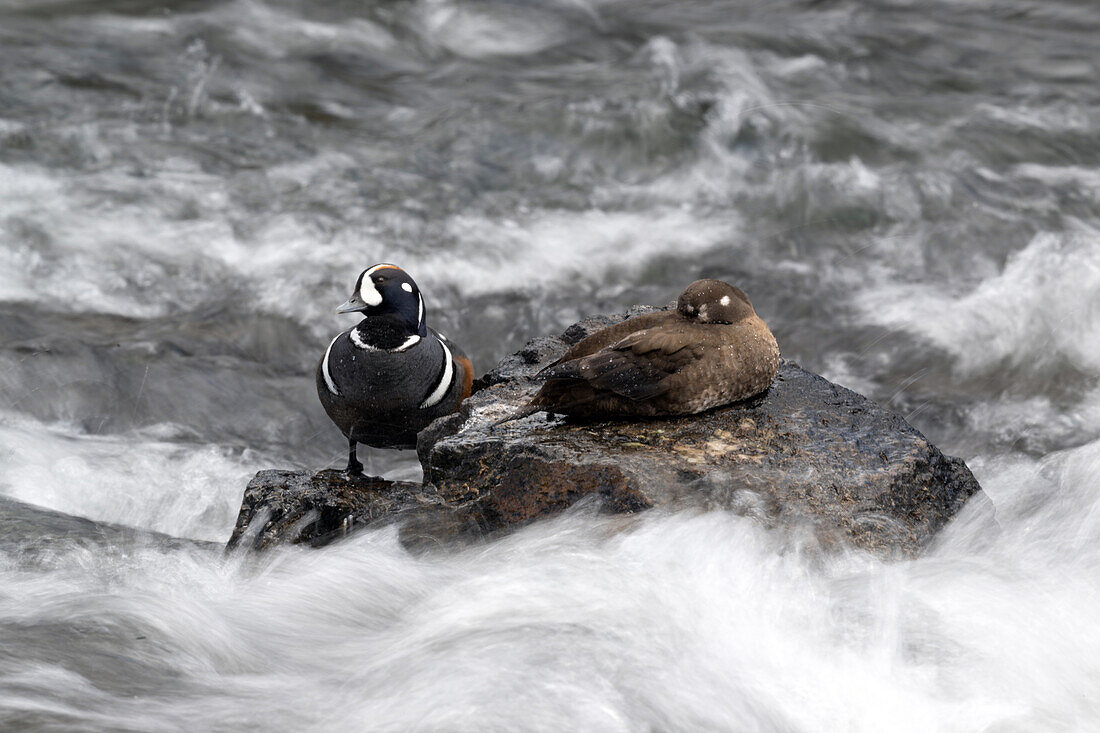 Harlequin duck and hen on rocks