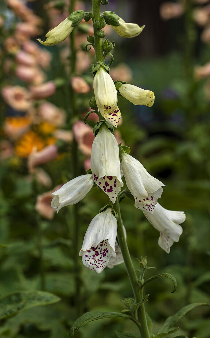 Foxglove (Digitalis purpurea 'Dalmatian White') flowers