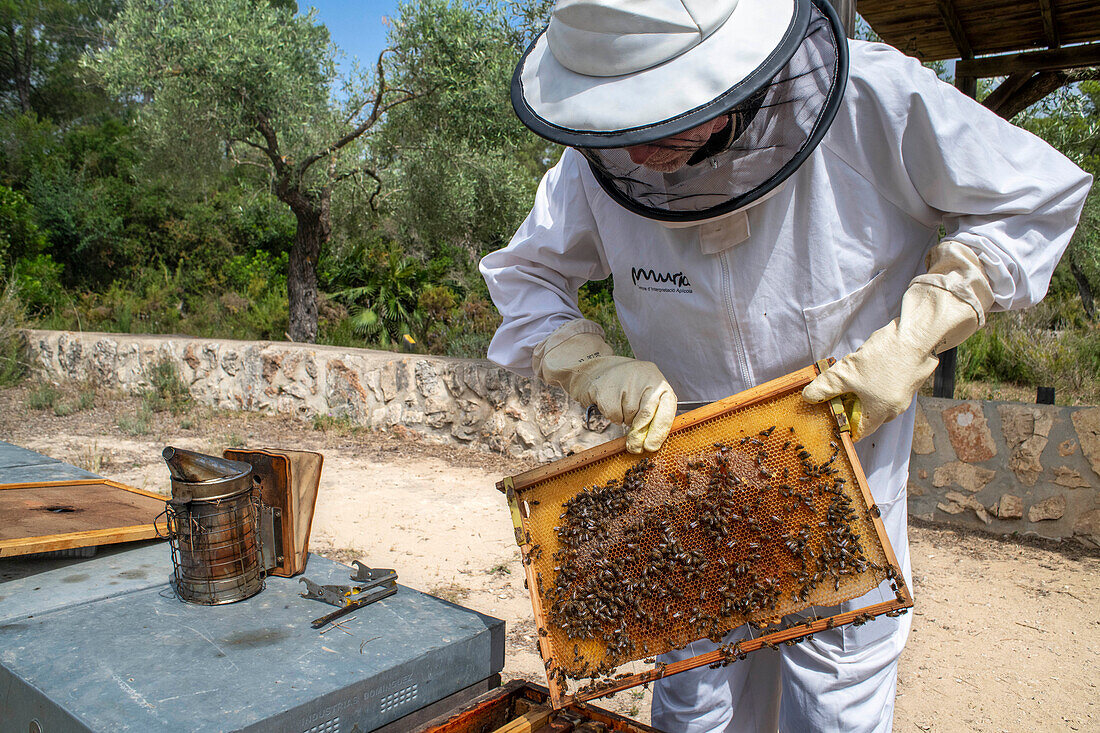 Beekeeper inspecting brood frame