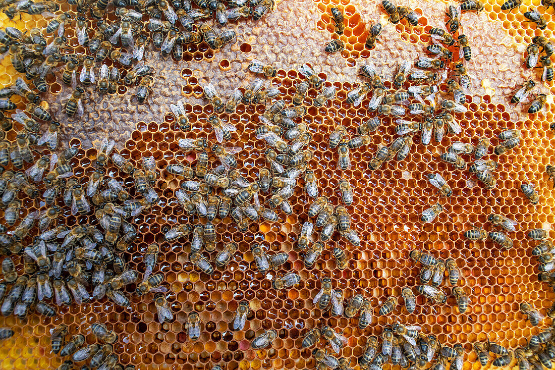 Beehive brood frame