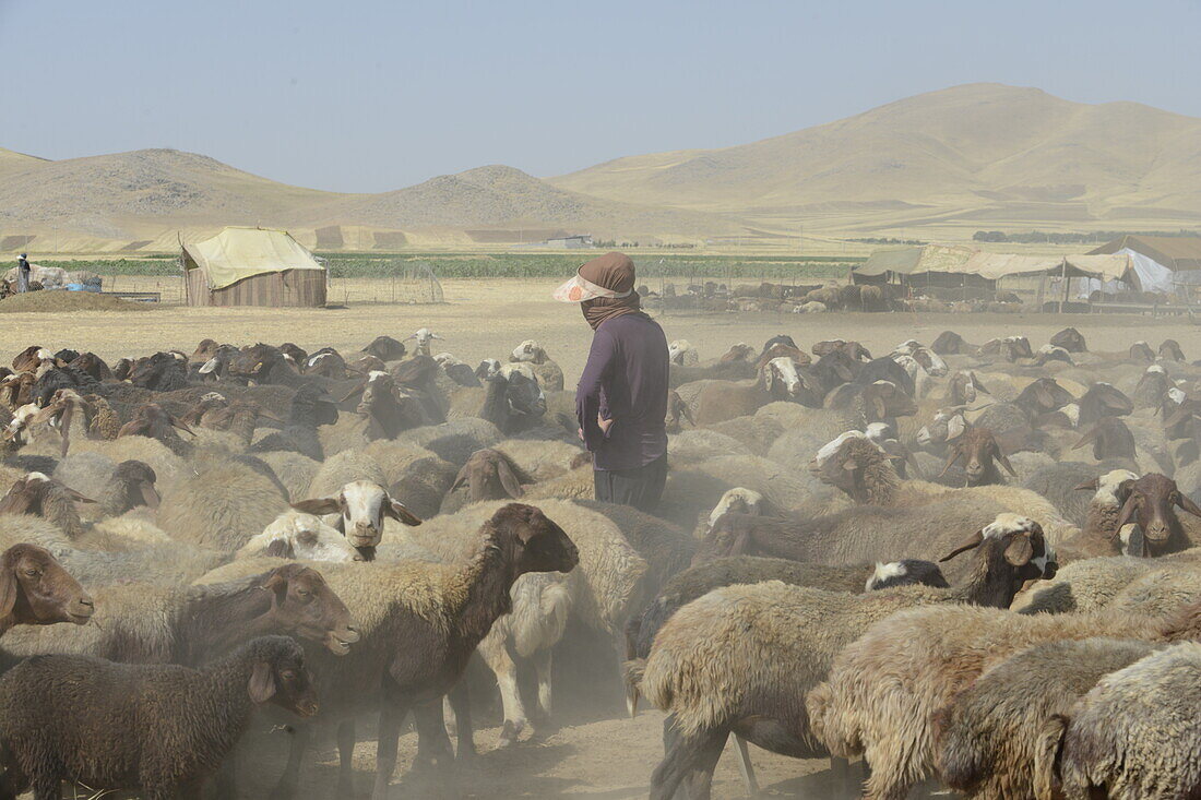 Nomadic shepherd herding sheep