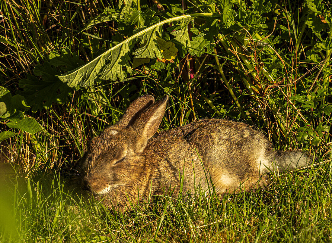 European rabbit lying on grass