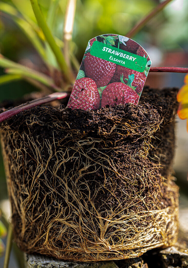 Strawberry (Fragaria x ananassa 'Elsanta') roots