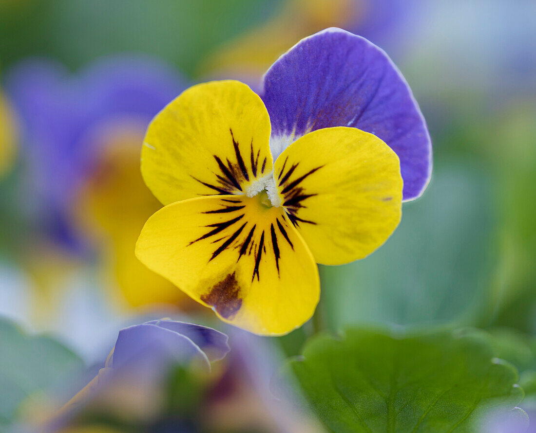 Viola 'Skippy Lavender Yellow Face' flower