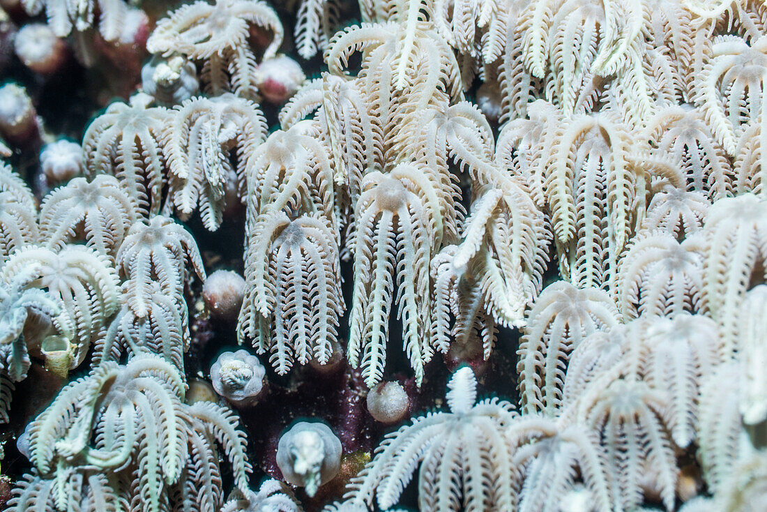 Organ pipe coral