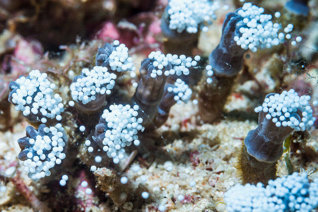Soft coral spawning