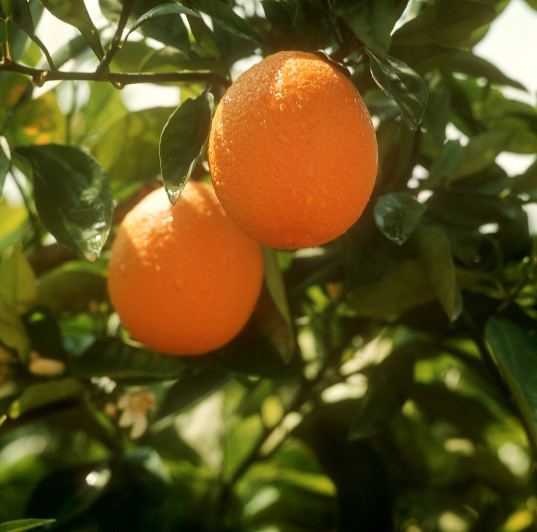 Two oranges on the tree (close-up)