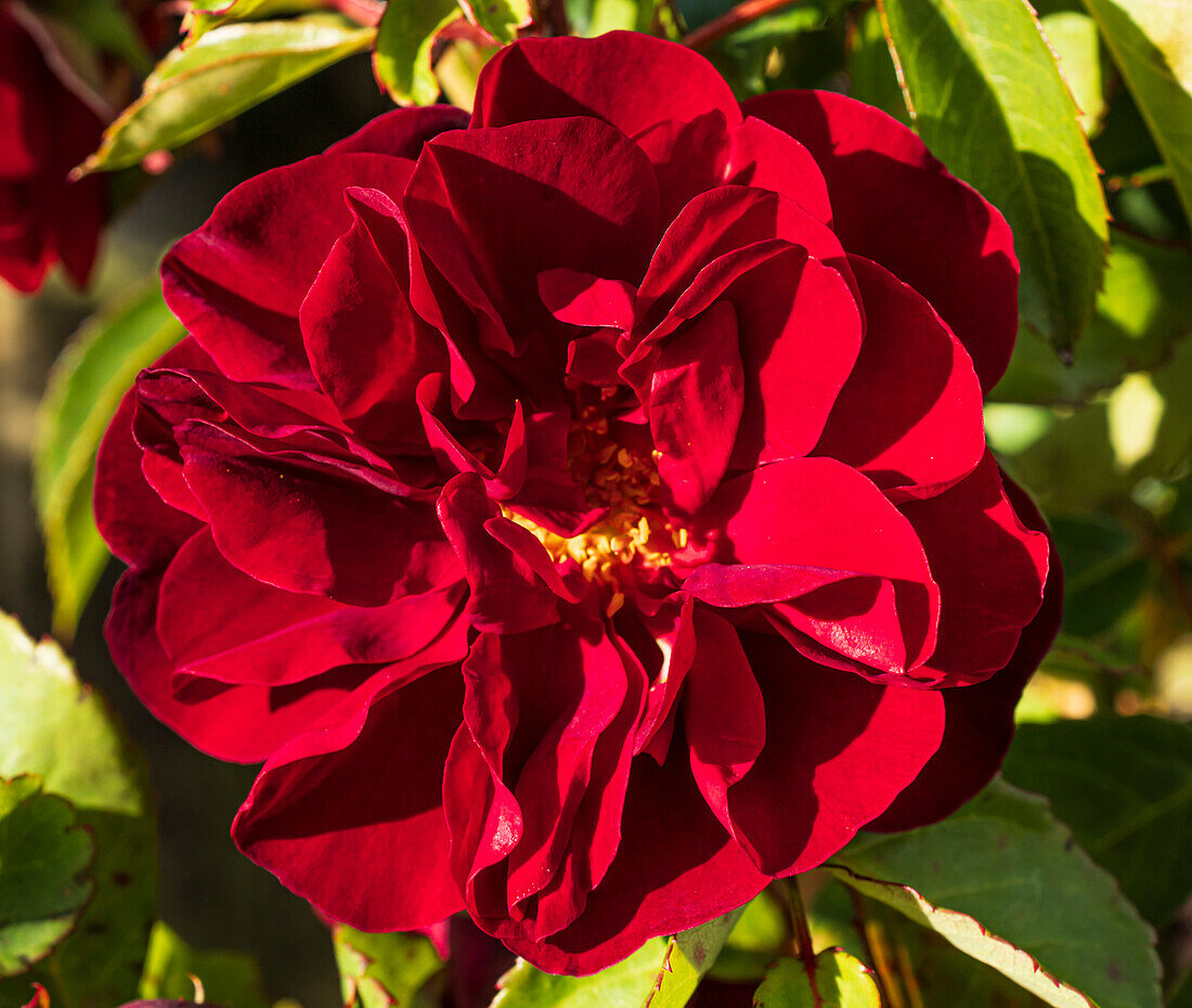 Floribunda rose (Rosa 'Ruby Celebration') flower