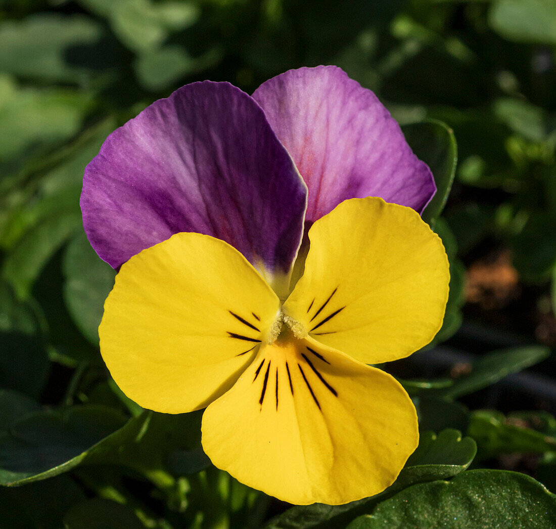 Viola Sorbet XP 'Yellow Pink Jump Up' flower