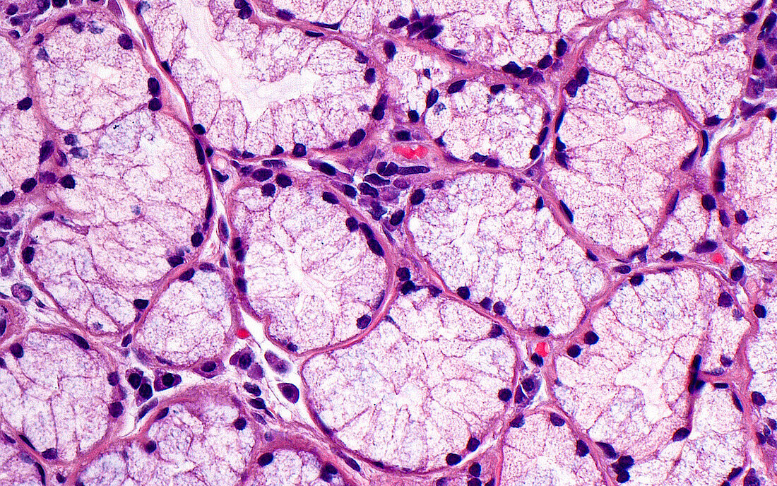 Salivary mucous glands, light micrograph
