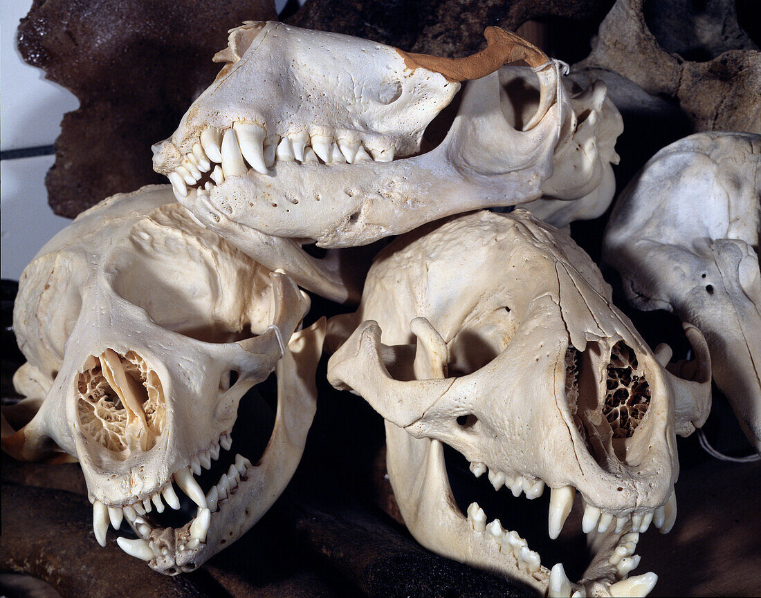Seal skulls