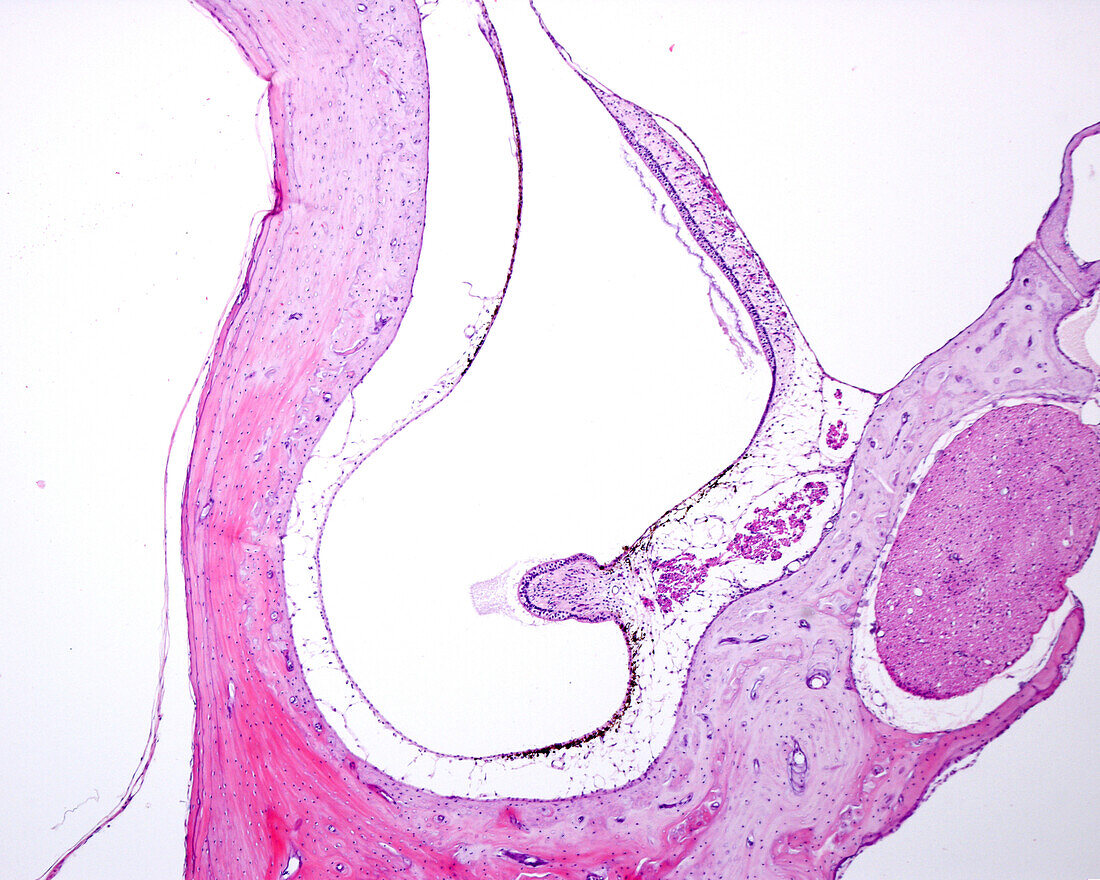 Vestibular system, light micrograph