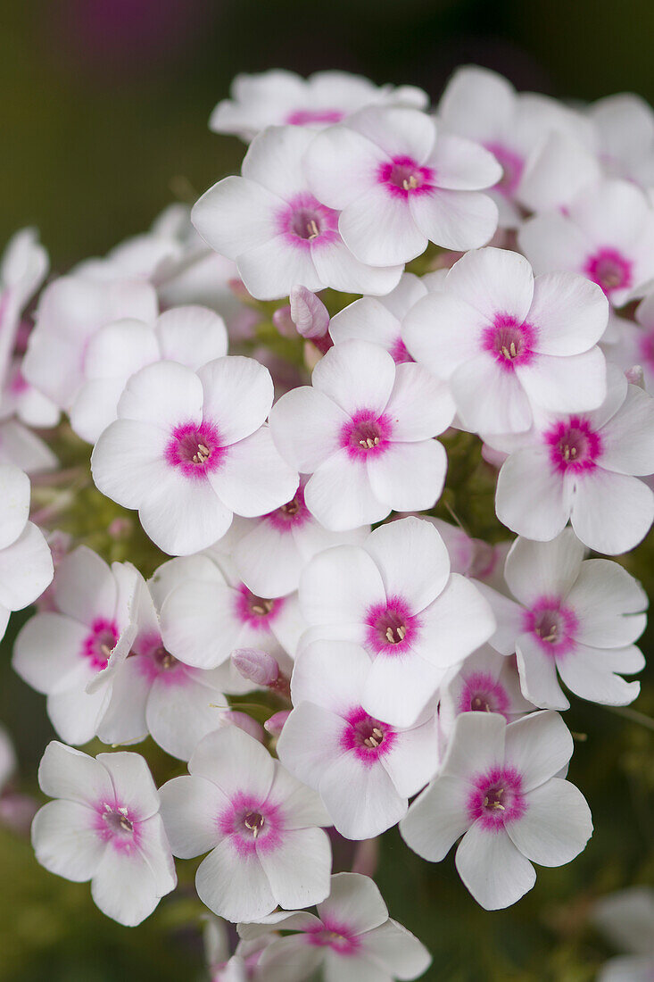 Garden phlox (Phlox paniculata 'Cherry Cream') flowers