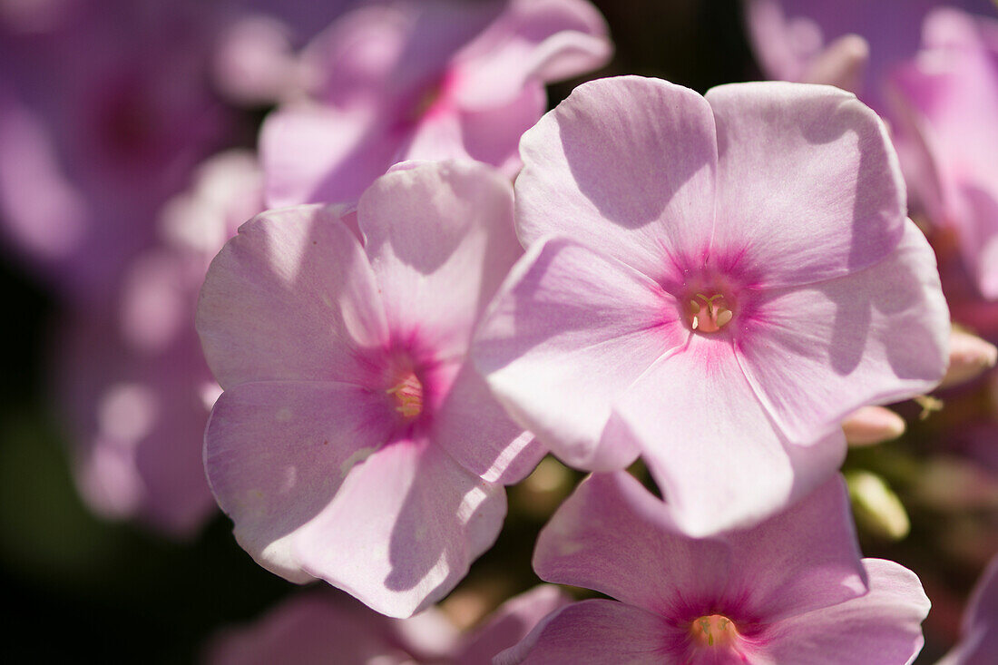 Garden phlox (Phlox paniculata 'Opalescence') flowers