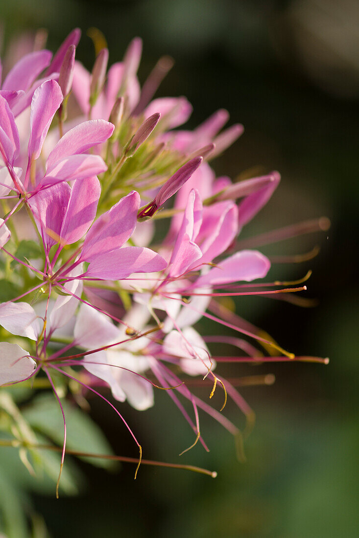 Spider flower (Cleome hassleriana) blooming