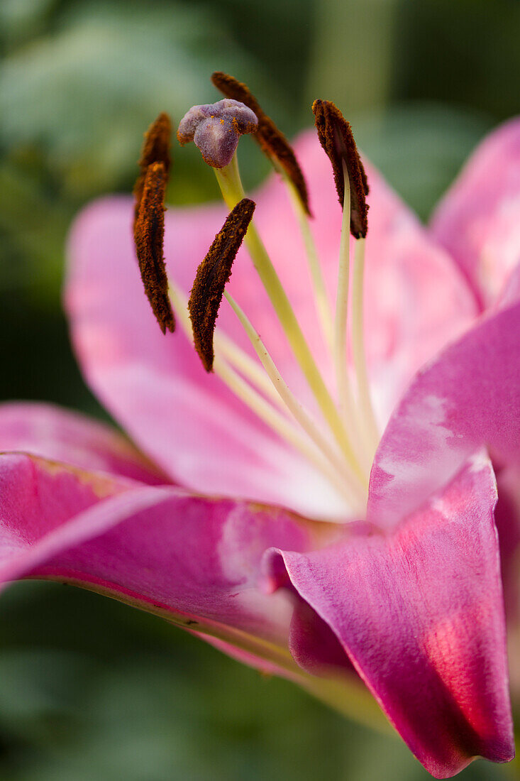 Lily (Lilium 'Purple Lady') flower