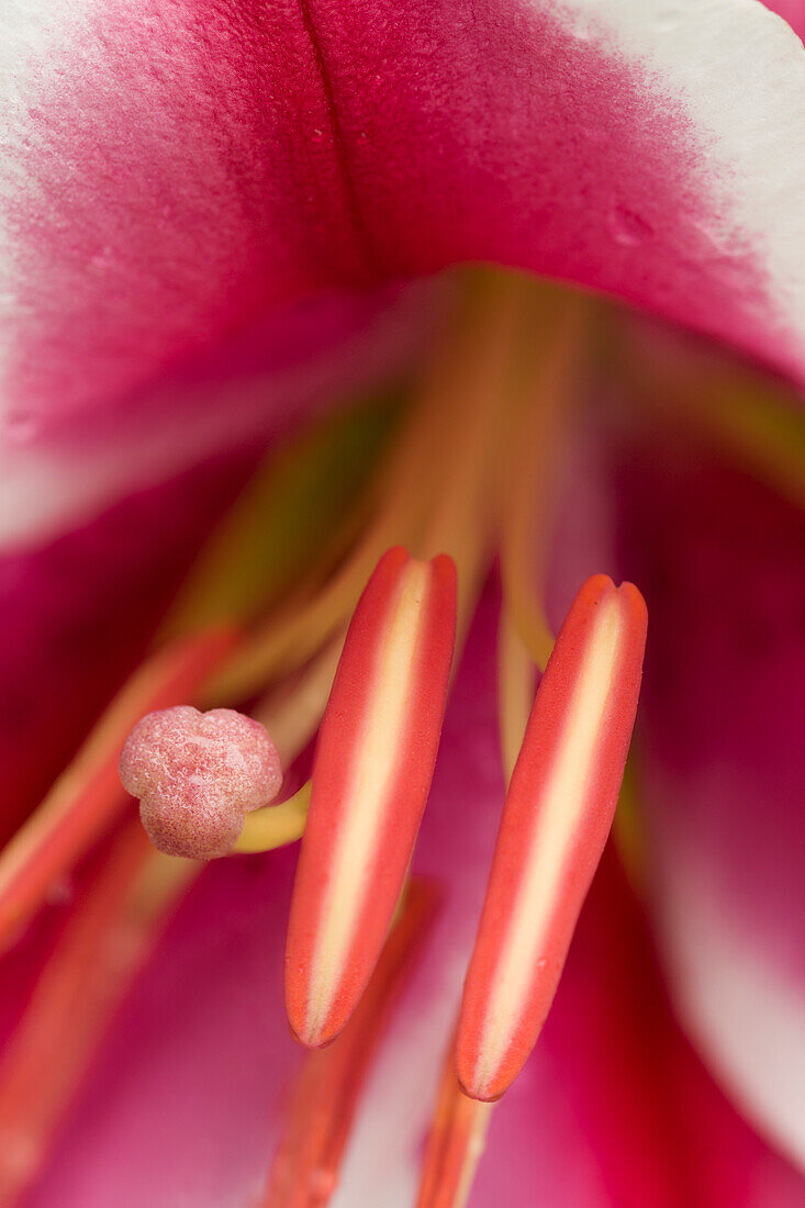 Lily (Lilium 'Friso') flower