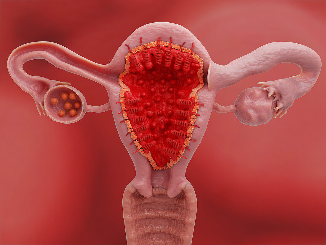 Uterus and ovaries on day 1 of the menstrual cycle, illustration