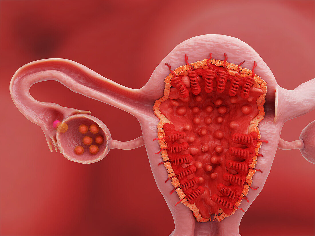 Uterus and ovary on day 14 of the menstrual cycle, illustration