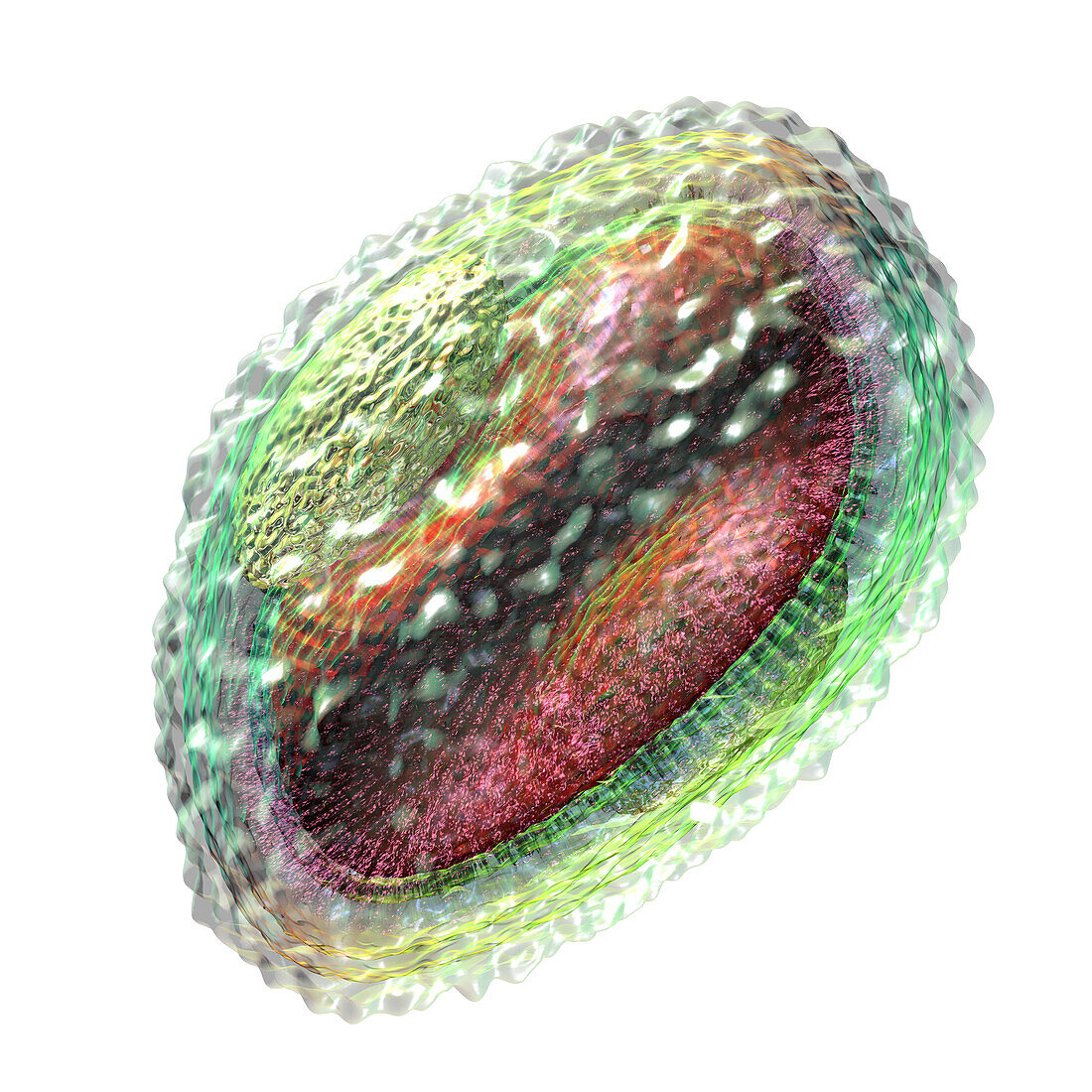 Pox virus particle, illustration