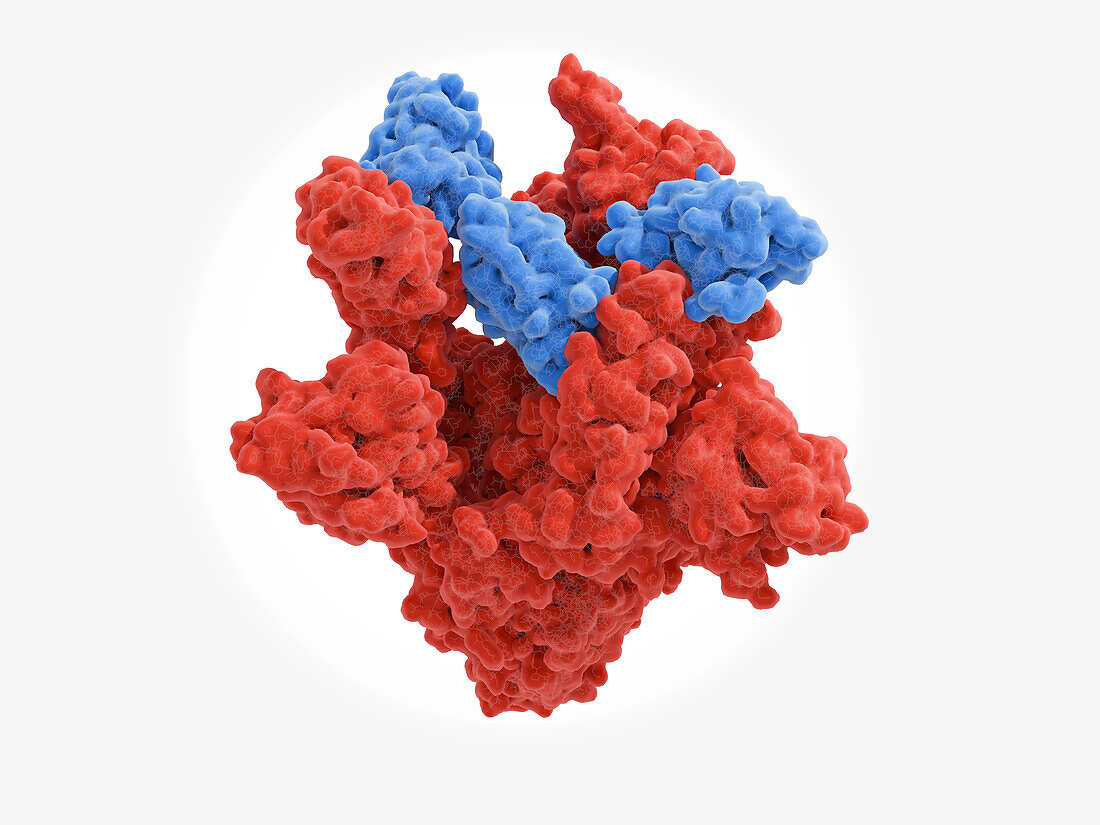 Nanobodies and Covid-19 virus spike protein, illustration